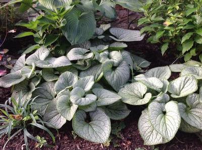 Brunnera macrophylla 'Silver Heart'  