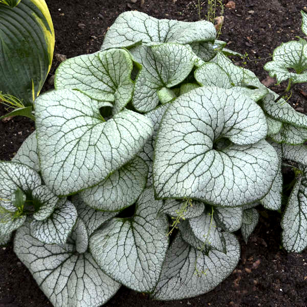 Brunnera macrophylla 'Sterling Silver' 