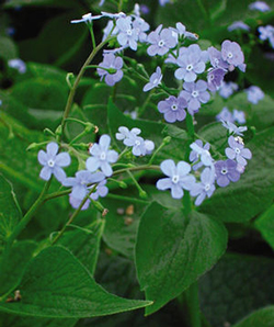 Brunnera macrophylla