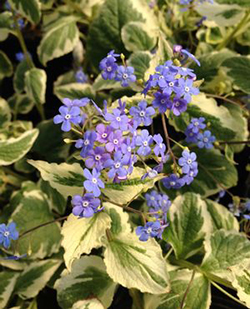 Brunnera macrophylla 'Dawson's White' 