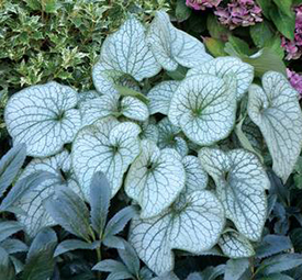 Brunnera macrophylla 'Alexander's Great'