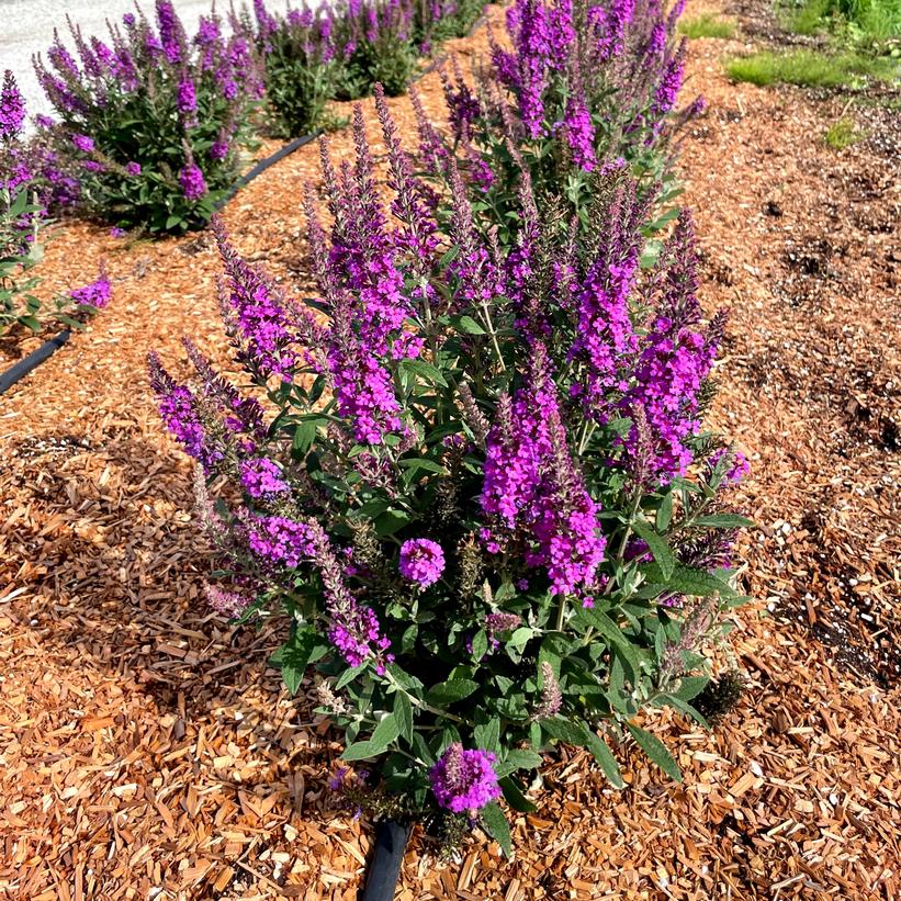 Buddleia x 'Birthday Cake'  