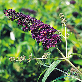 Buddleia davidii 'Black Knight'