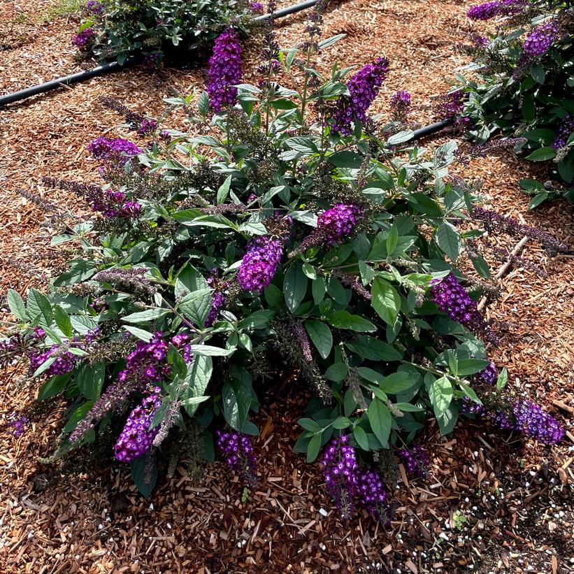 Buddleia x 'Blueberry Pie' 