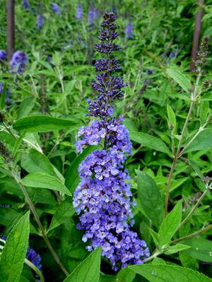 Buddleia davidii 'Ellen's Blue'