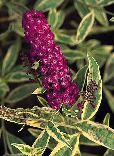 Buddleia davidii 'Harlequin'