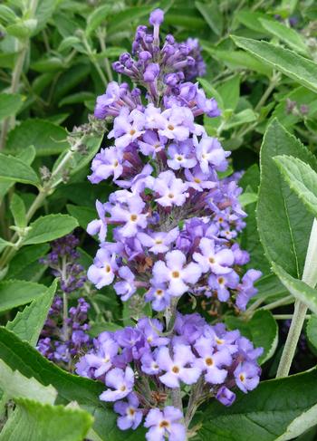 Buddleia Flutterby 'Petite Blue Heaven'