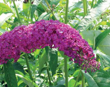 Buddleia davidii 'Royal Red' 