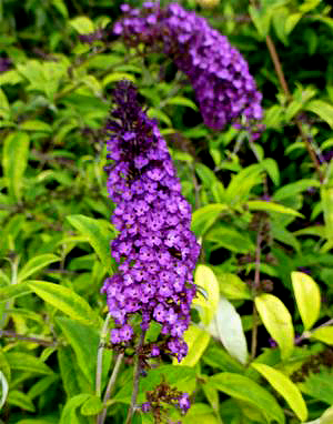 Buddleia davidii 'Santana'