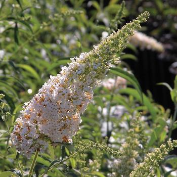 Buddleia davidii 'White Profusion'