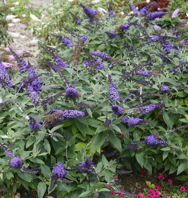 Buddleia x 'Pugster Blue' 