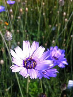 Catanache caerulea