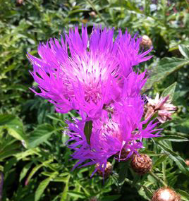 Centaurea dealbata 