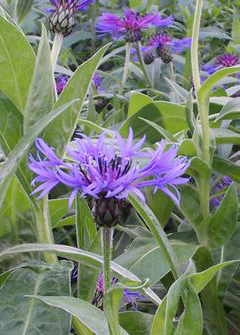 Centaurea montana 