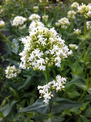 Centranthus ruber 'Alba'