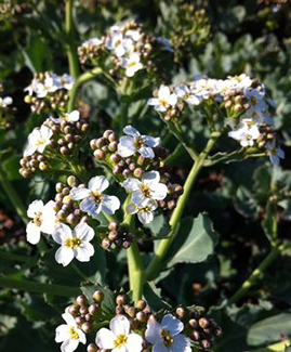 Crambe maritima