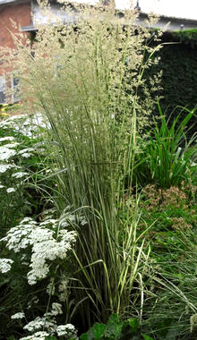 Calamagrostis acutiflora 'Avalanche'