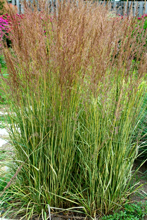 Calamagrostis acutiflora 'Eldorado' 