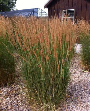 Calamagrostis acutiflora 'Karl Foerster'