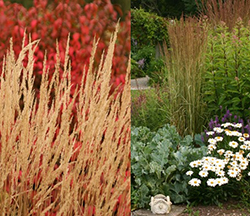 Calamagrostis acutiflora 'Karl Foerster'  