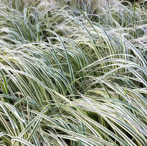 Calamagrostis acutiflora 'Overdam'