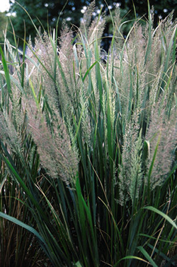 Calamagrostis brachytricha  