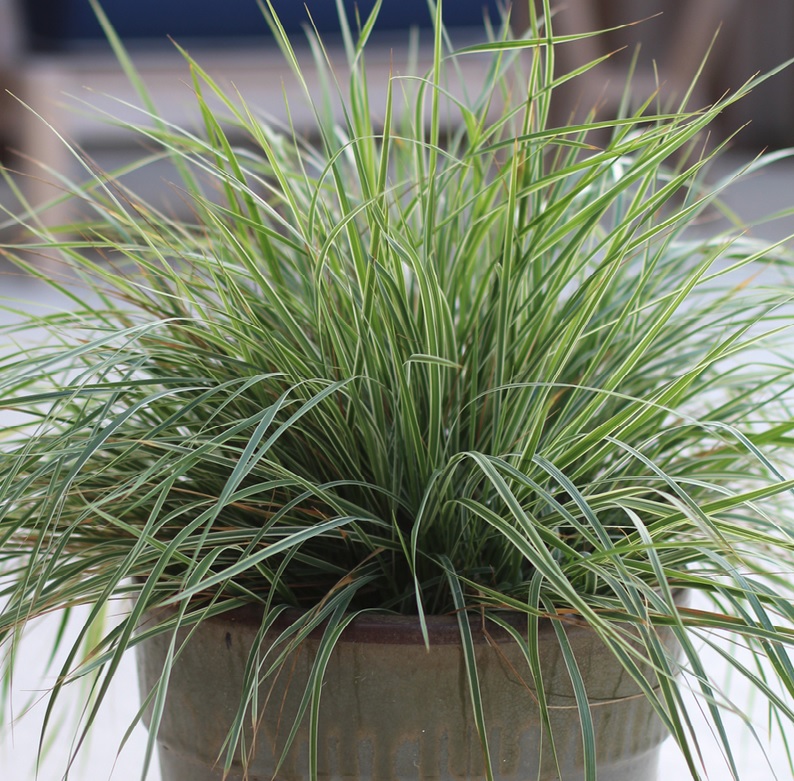 Calamagrostis acutiflora 'Hello Spring'   