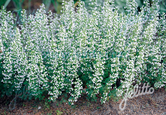 Calamintha nepeta 'White Cloud' 