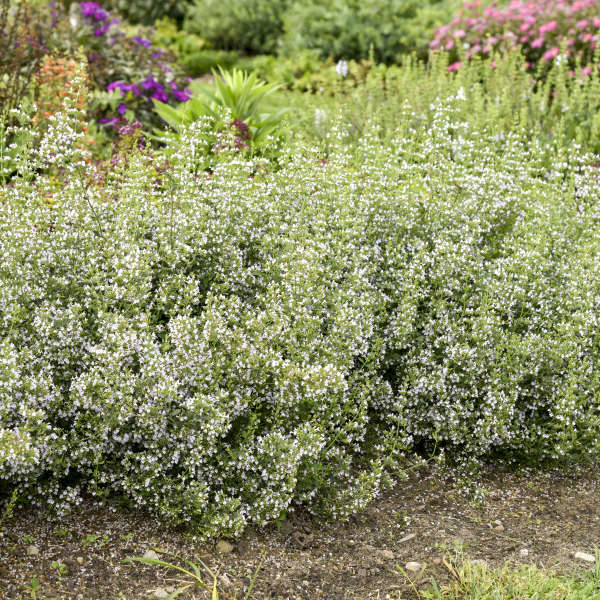 Calamintha nepeta ssp. nepeta