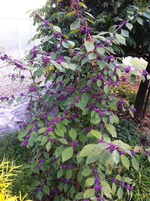 Callicarpa dichotoma 'Early Amethyst'