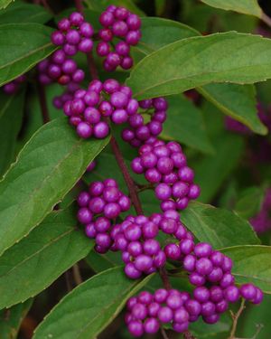 Callicarpa bodinieri 'Profusion'