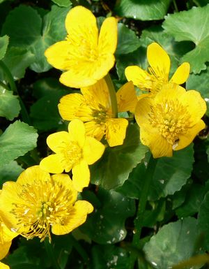 Caltha palustris