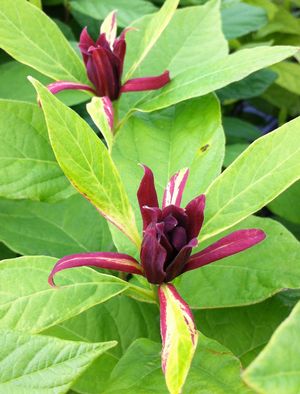 Calycanthus floridus