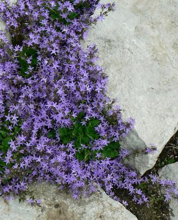 Campanula poschaarskyana 'Blue Waterfall'