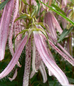 Campanula 'Pink Octopus' 