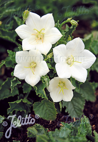 Campanula carpatica 'Pearl White'  