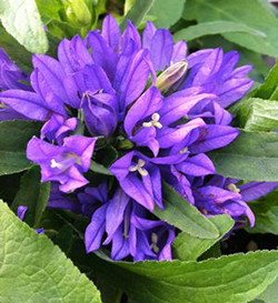 Campanula glomerta 'Superba'