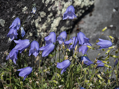 Campanula rotundifolia  