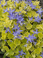 Campanula 'Dickson's Gold'