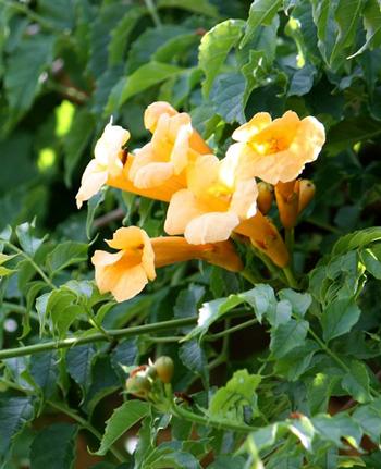 Campsis radicans 'Flava'