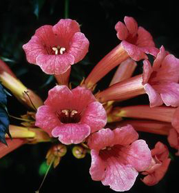 Campsis radicans