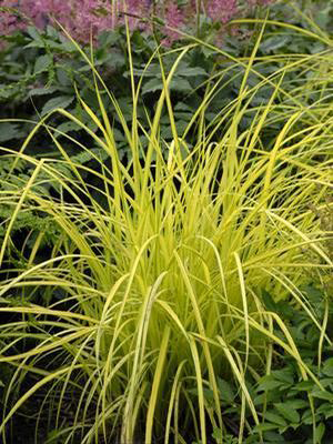 Carex elata 'Aurea'