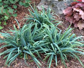 Carex laxiculmus 'Bunny Blue'