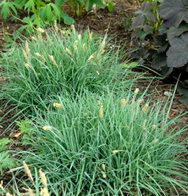 Carex glauca 'Blue Zinger'