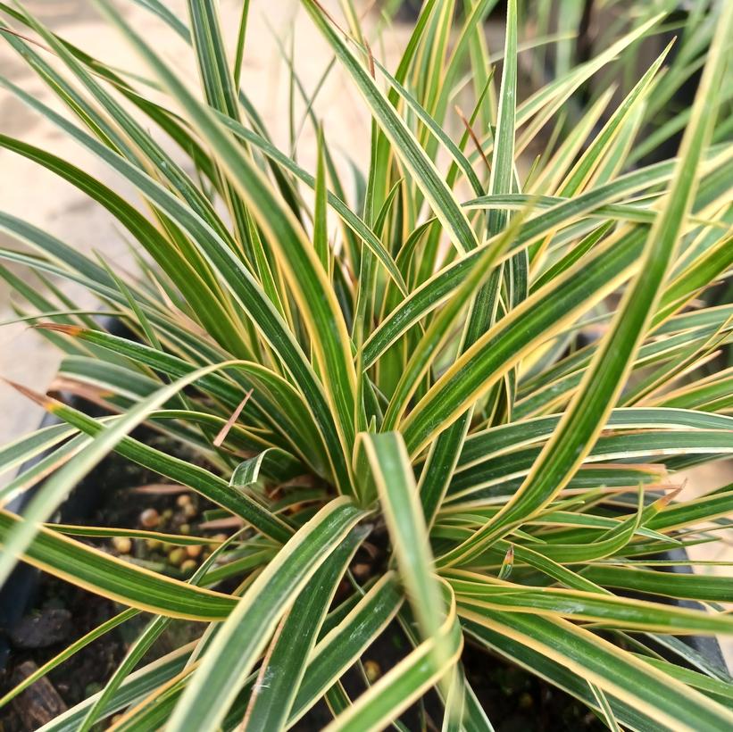 Carex morrowii 'Everglow'  NEW