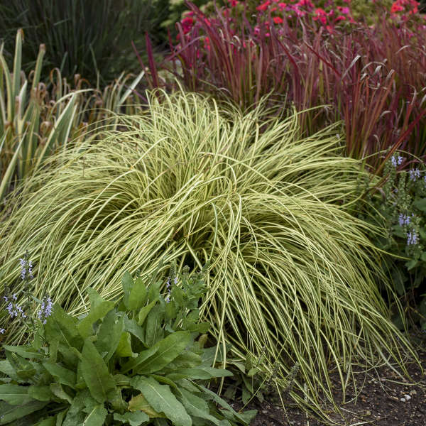 Carex oshimensis 'Evergold'