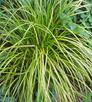 Carex dolichostachya 'Golden Fountains'