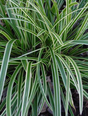 Carex morrowii 'Ice Dance'