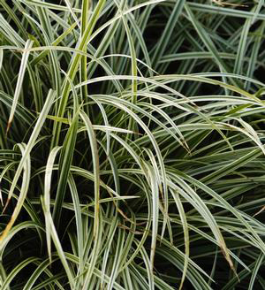 Carex morrowii 'Silver Sceptre'