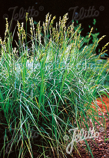 Carex muskinginumensis 